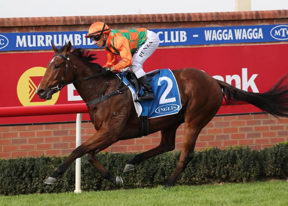 TRACK SPECIALIST: Miss Scorcher winning at Wagga at the 2018 Gold Cup carnival.