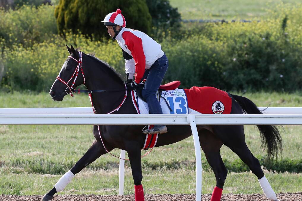 Lys Gracieux at trackwork leading up to the Cox Plate. Picture: Getty Images