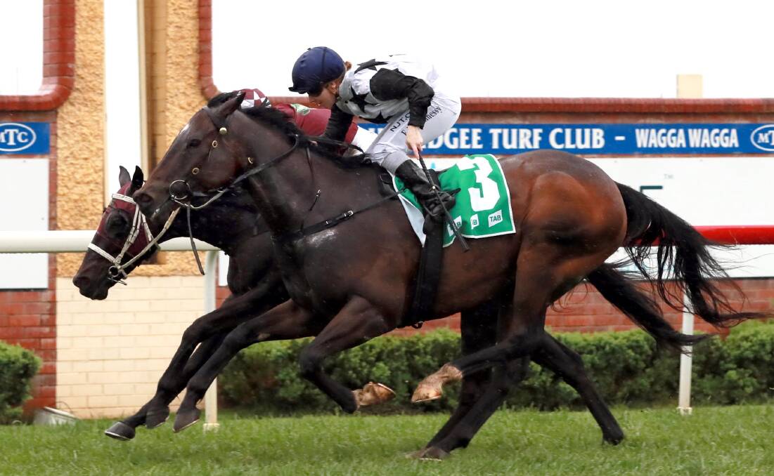CLOSE CALL: Mad As Zariz edges out Tocatchacod at Murrumbidgee Turf Club on Saturday. Picture: Les Smith