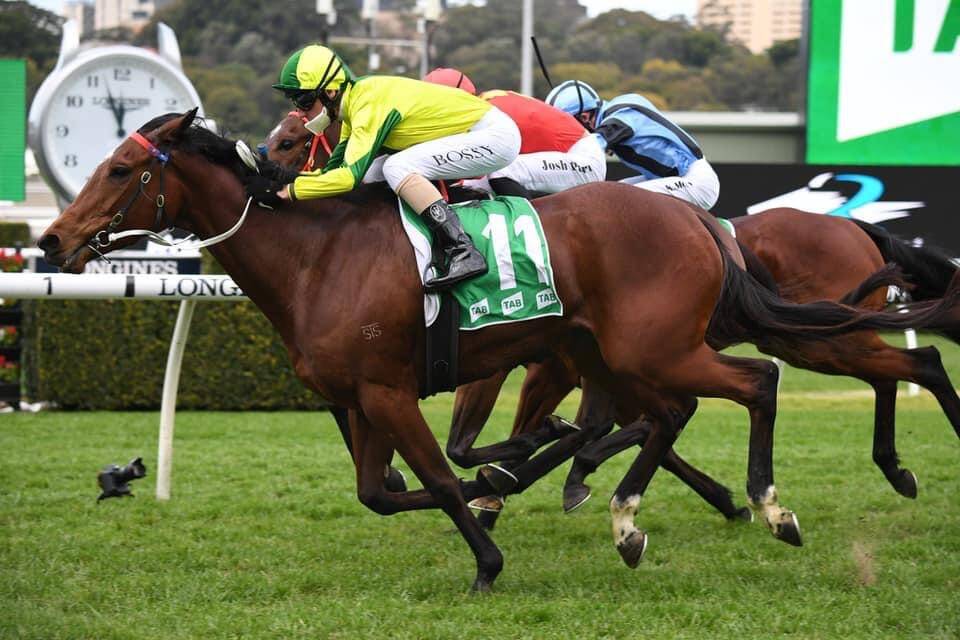 CITY SUCCESS: Glen Boss steers Sunrise Ruby to victory at Randwick on Saturday. Picture: Mitchell Beer Racing
