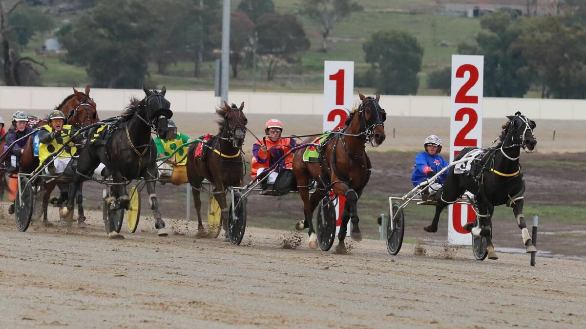 INSIDE RUN: Adam Richardson brings King Fisher along the sprint line to win the opening race at Riverina Paceway on Friday night. Picture: Les Smith