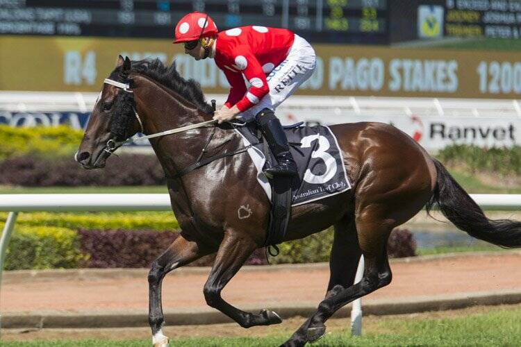NEW ADDITION: Kooringal Stud has welcomed well-bred stakeswinner Sandbar to their stallion roster for 2021.