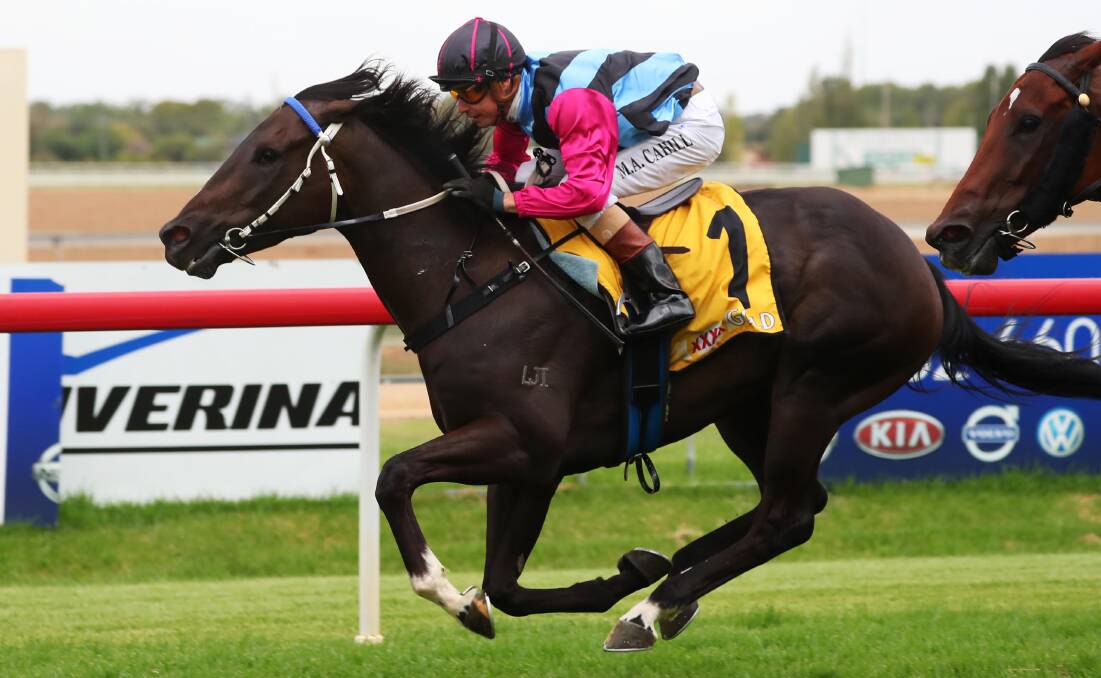 DOUBTFUL: The Wayne Carroll-trained Rock N Roller may not take his place in the field for the SDRA Country Championships (1400m).