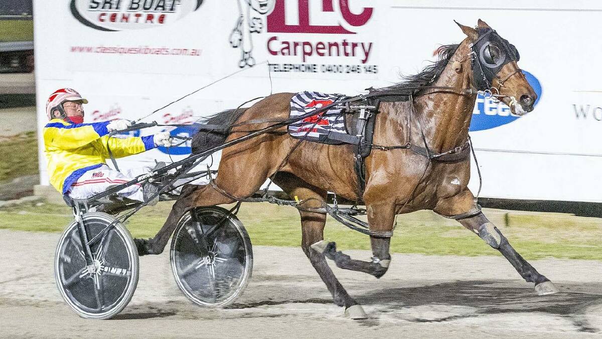 STAT POWER: Victoria Cup winner Max Delight will start in Saturday night's Wagga Pacers Cup. Picture: Stuart McCormick