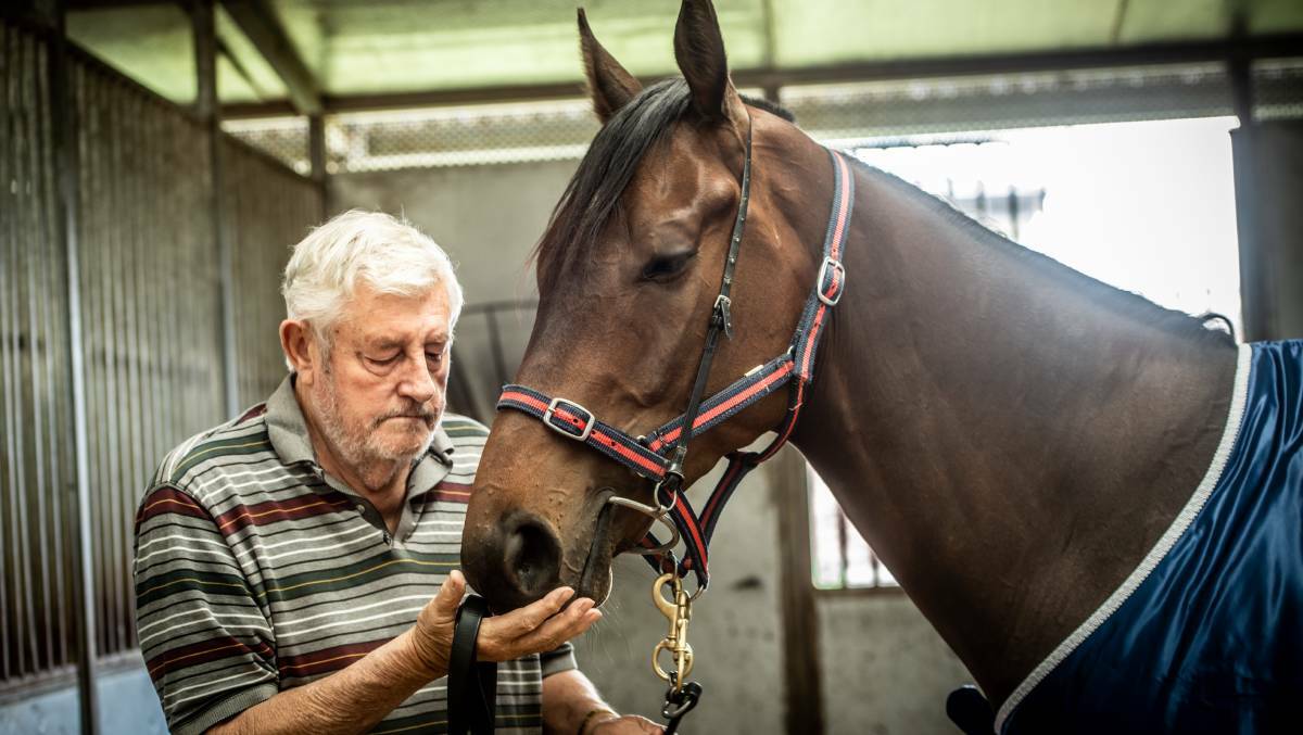 IN DOUBT: Canberra trainer Keith Dryden is likely to skip the Wagga Town Plate with top weight Handle The Truth. Picture: Karleen Minney