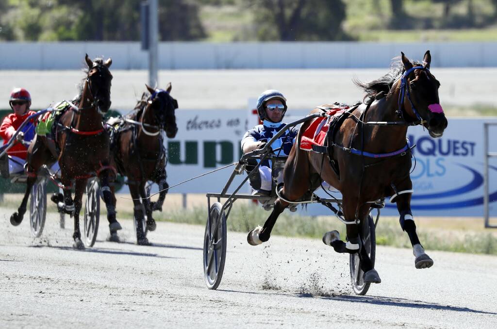 NEVER IN DOUBT: Tungsten Terror, with Jack Painting in the sulky, scored a dominant win at Riverina Paceway on Friday to book his spot at Menangle in a fortnight's time. Picture: Les Smith