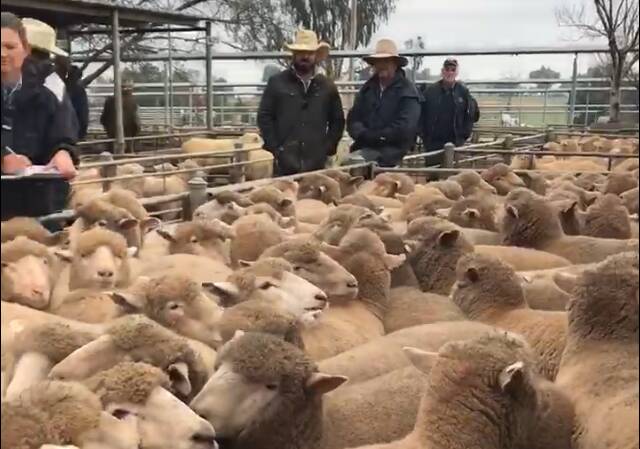 Aussie lamb record smashed at Wagga, again