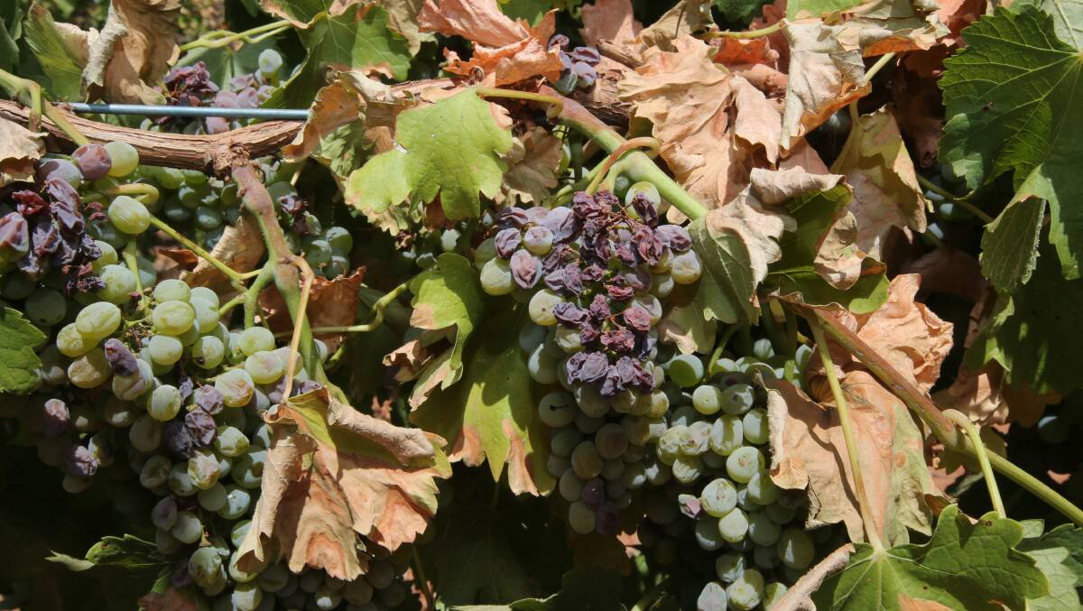 CANOPY DAMAGE: Extreme heat conditions coupled with very low rainfall are playing havoc on Griffith’s grapes. Picture: Anthony Stipo