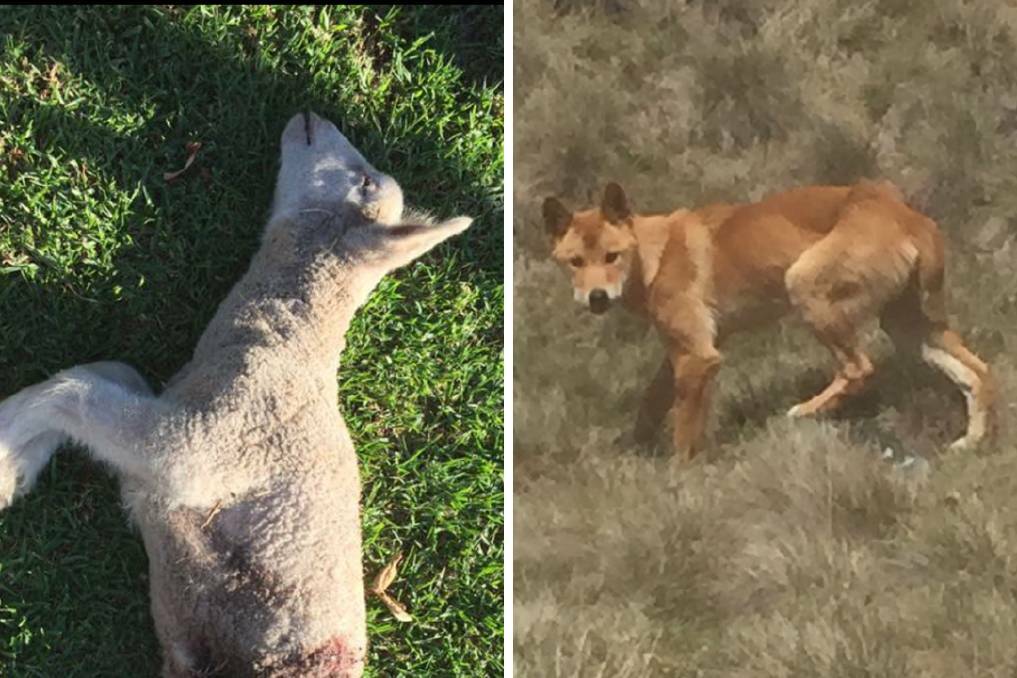 DOG DAYS: Wild dogs around the Talbingo property have caused the death of thousands of sheep for more than 20 years.