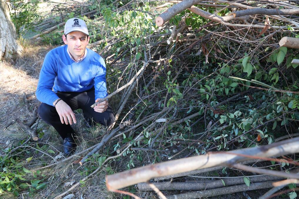 PLANT PANIC: President of Urban Landcare, Edward Maher, surveys the weed infestation on Willans Hill, which he describes as the worst in the city. Picture: Emma Hillier