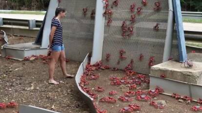 ON THE MOVE: Millions of red crabs have migrated across Christmas Island this breeding season. Picture: Parks Australia