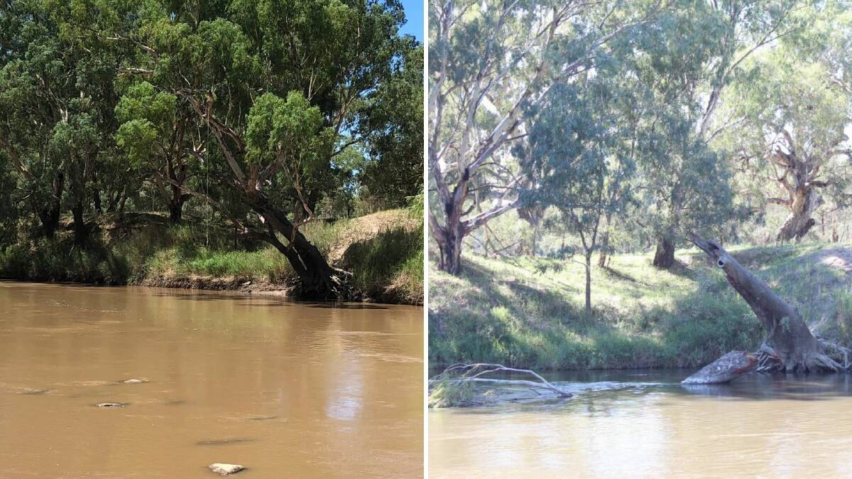 TREE DOWN: The 'jump' tree was a popular icon along the Murrumbidgee River banks. Pictured in 2020 (left) and earlier this week (right).