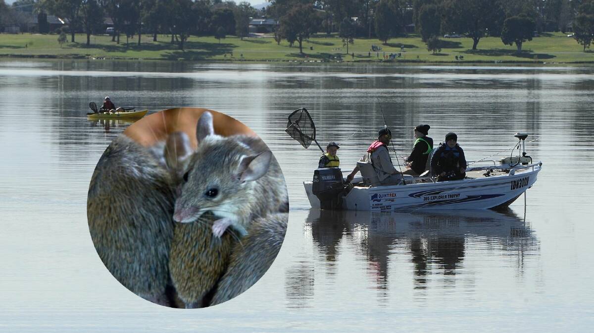 WATER WOES: Mice are wreaking havoc on the land and waterways across the Riverina and Central West.