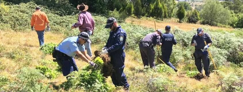 Police seize a crop of cannabis valued at $650,000 at Willigobung. 