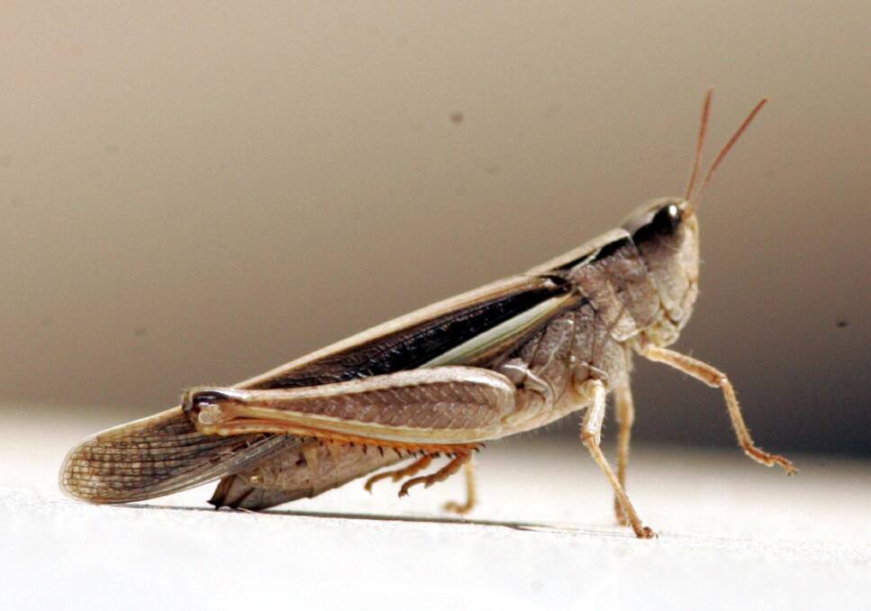 Locusts are one of the biggest pests during the Riverina's summer. The last substantial plague came in 2010.