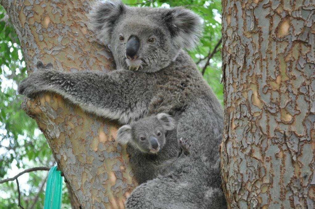 SPOTTED: Koala counters saw three babies along with 46 adults during the count this weekend. Picture: supplied