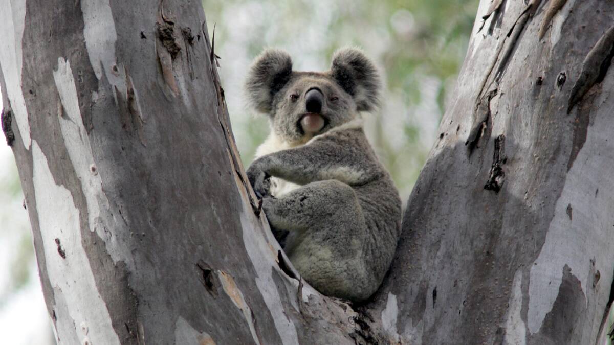 HIGH AND DRY: Conservationists are divided over whether the state government's koala strategy is right to not target the Narrandera colony.