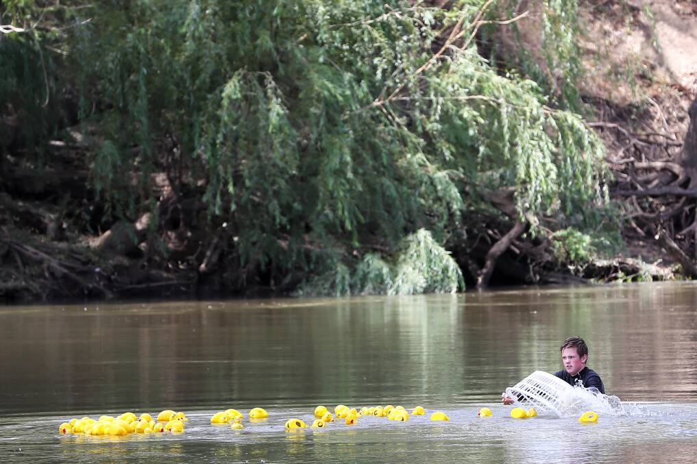 A GUMI BY ANY OTHER NAME: Rubber ducks were launched down the river in the first-ever world champion duck race. Picture: Emma Hillier