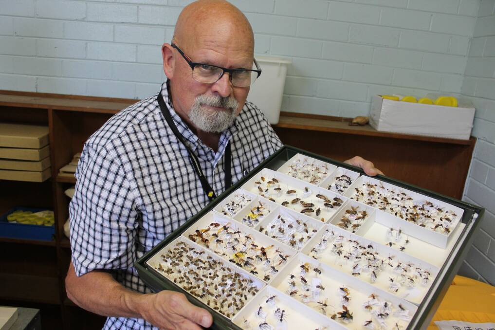 DIRE TIMES: Dr Paul Weston oversees a tray of bee specimens at Charles Sturt University. Picture: Emma Horn
