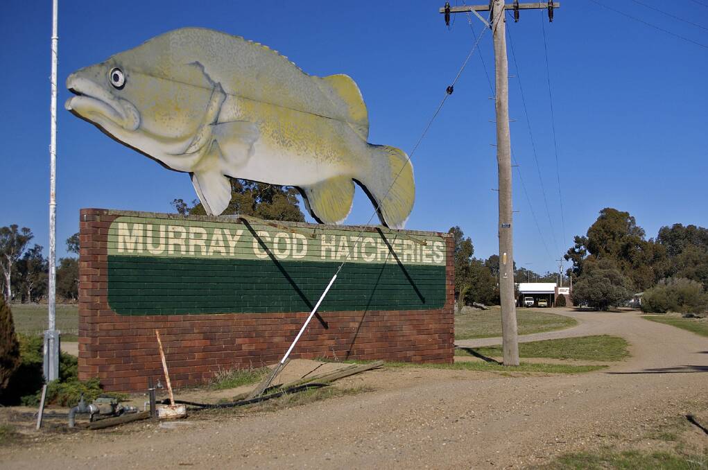 The Murray Cod Hatcheries sign has become a local icon, but the business has struggled for years under the weight of PFAS contamination. Picture: supplied.