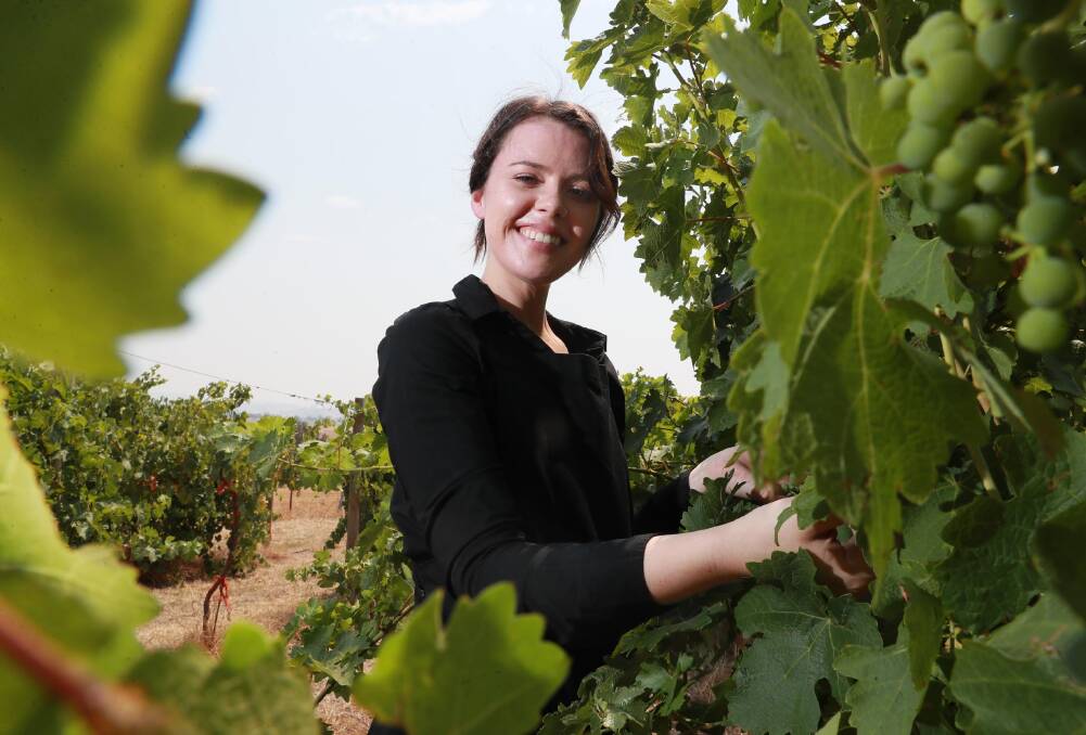 KEEPING UP WITH THE COTTONTAILS: Cottontails Winery manager Lilly McCormick checks out the vines as the city begins to sweat under heatwave conditions. Picture: Les Smith
