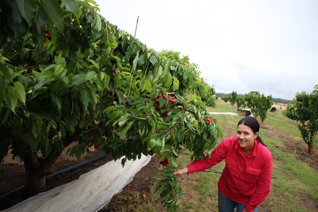 CHEERY CHERRIES: Kristy Barton with the early season cherries at the Oura farm. Picture: Emma Horn