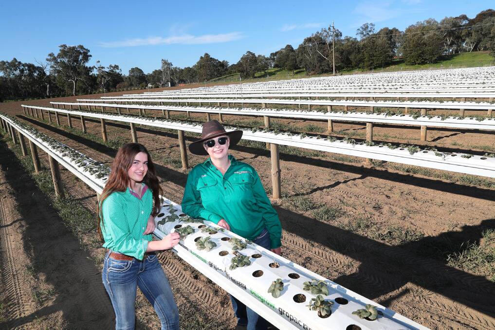 STRAWBERRY FIELDS: Brooklyn Cashen, 16, and mother Kylie Cashen with their budding strawberries. Picture: Emma Hillier