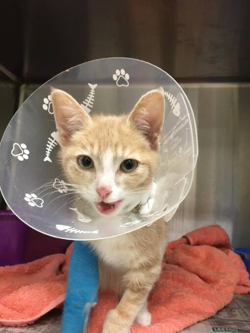 Vissy the cat soon after the surgery to save his right leg. Picture: supplied