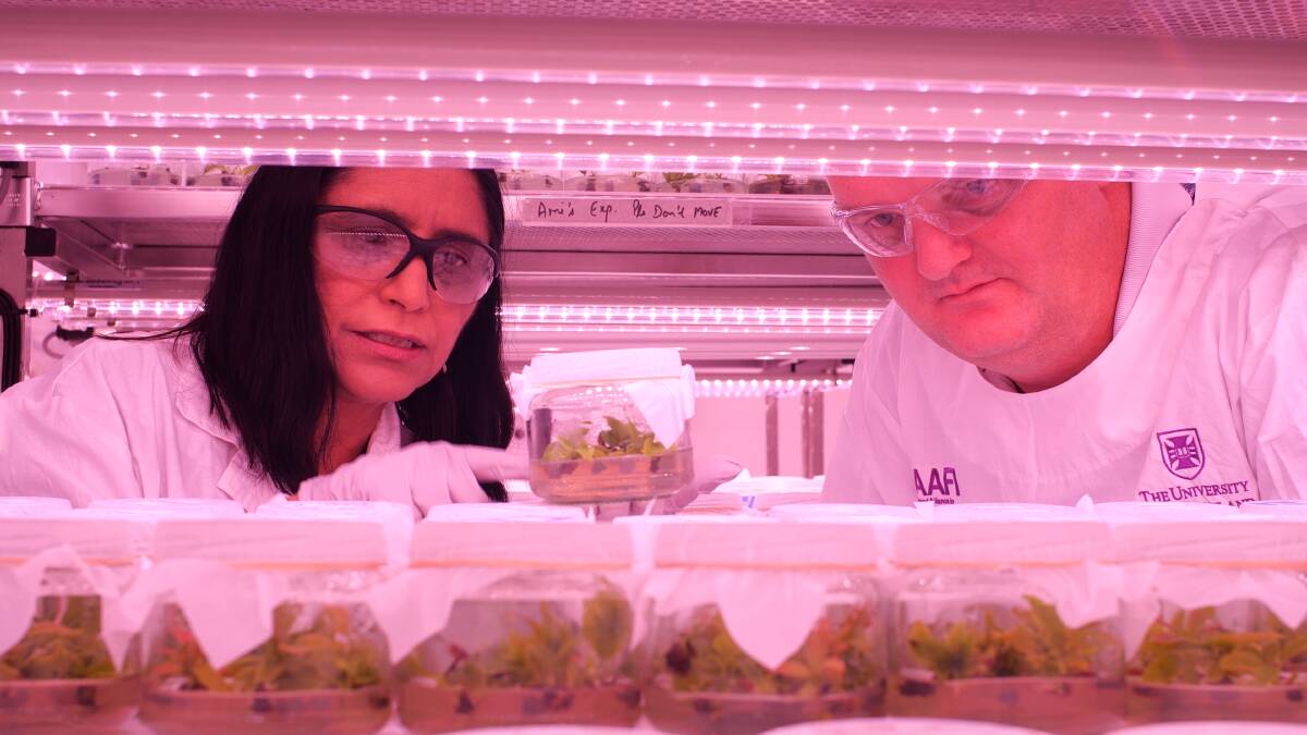 GROWTH: UQ Centre for Horticultural Science's Professor Neena Mitter and PhD student, Chris O'Brien, examining the avocado seedlings. 