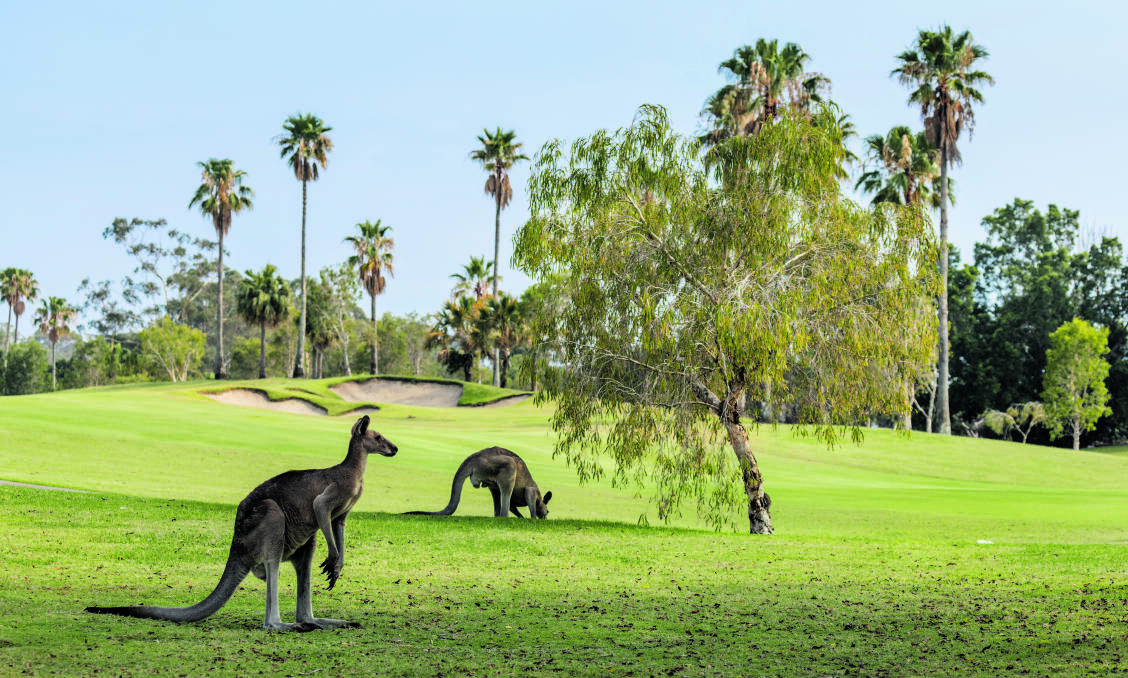 Kangaroos are keen spectators at Sanctuary Cove's two golf courses.