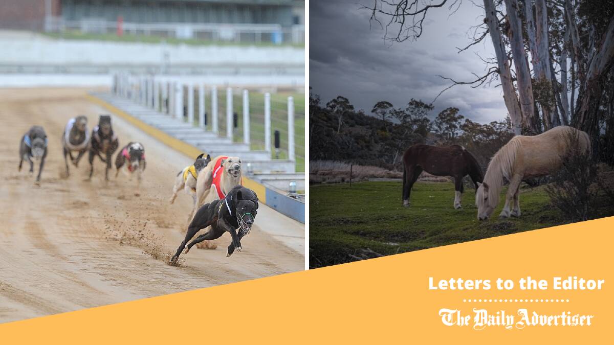 What's the difference between greyhounds and brumbies, one correspondent queries. File images