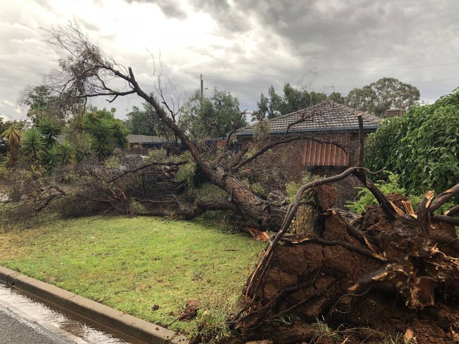 A tree in Adjin Street in Mount Austin was uprooted in Wednesday night's storm. Picture: Doug Barlow
