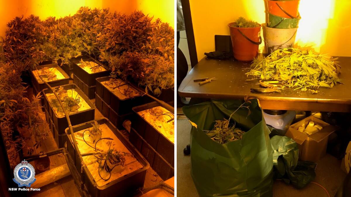 Cannabis seized at the Gerogery property. Picture: NSW Police