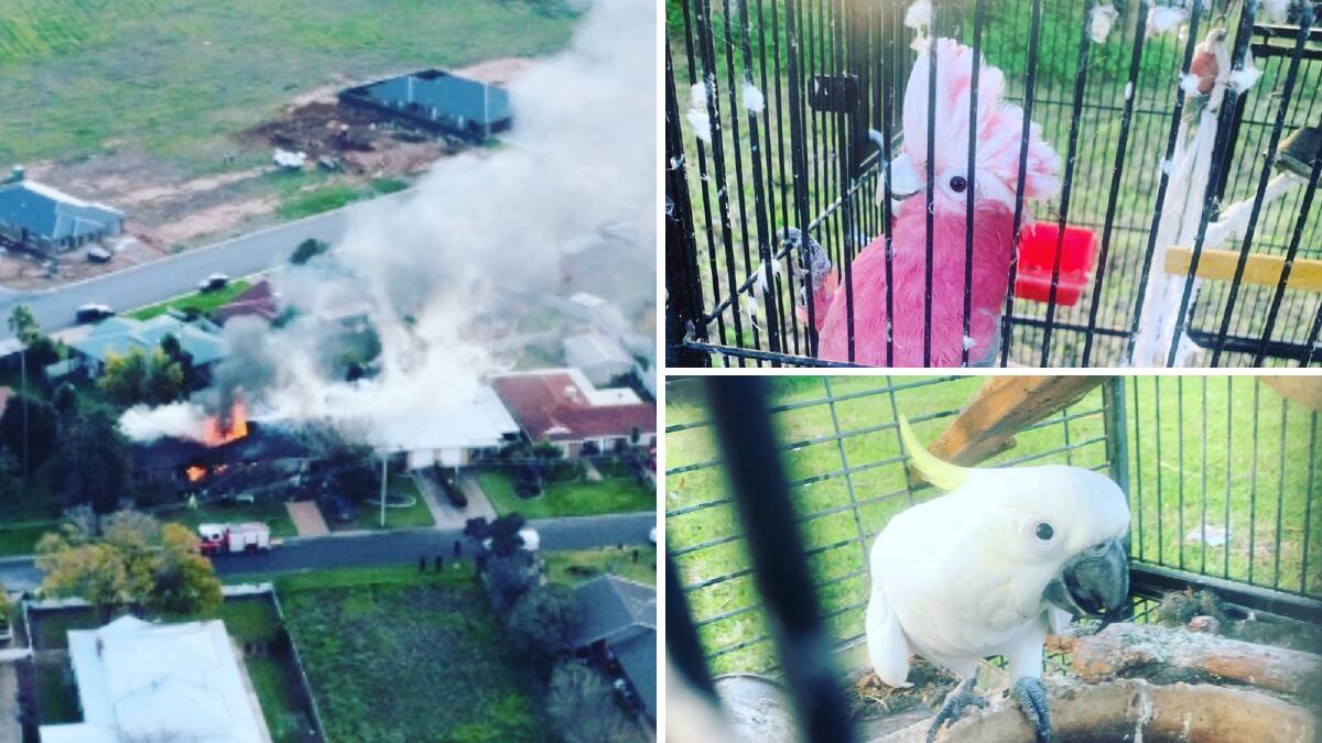 Firefighters fought in vain to save a Leeton home from the flames on Friday, but managed to rescue some precious occupants. Pictures: NSW Fire and Rescue