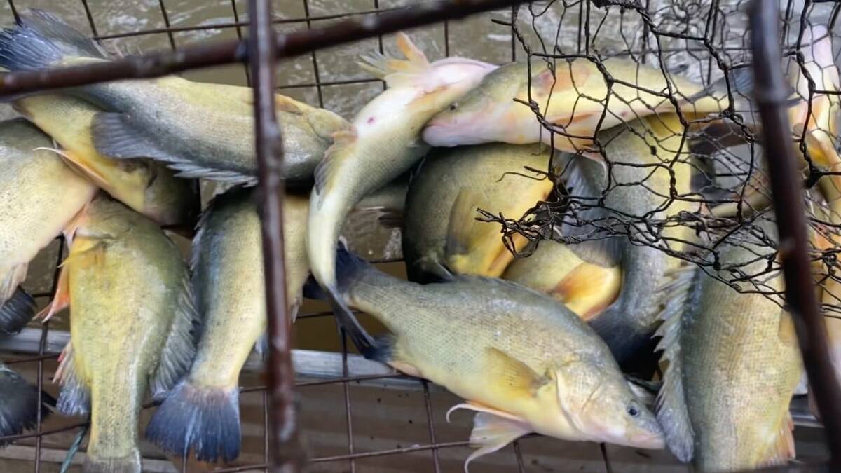 Fisheries officers released 49 golden perch from an illegal trap in the Lachlan River.
