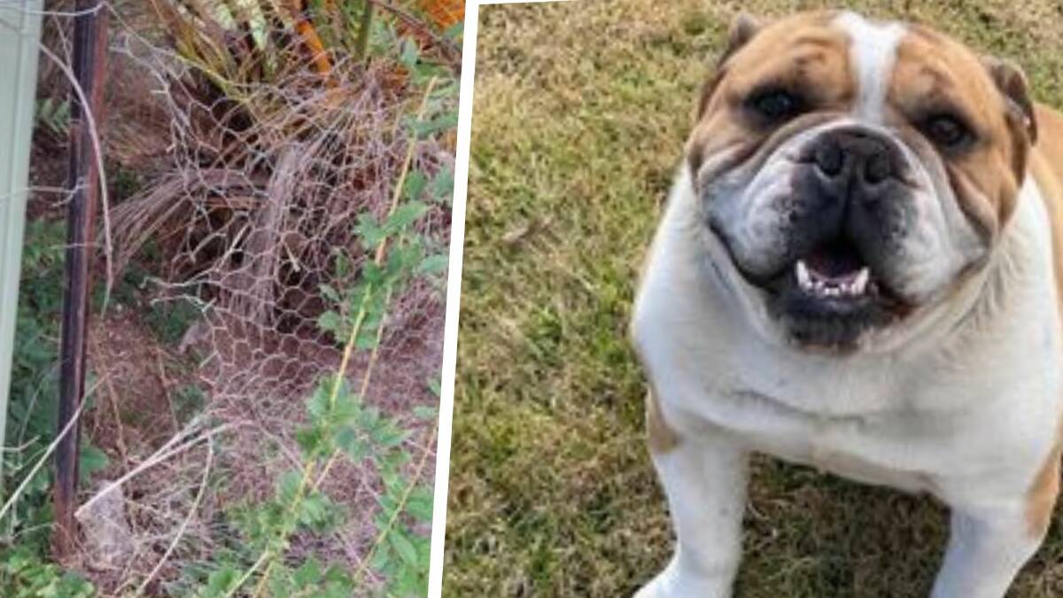 Australian bulldog Bonkers went missing from a Henty home late on Monday, April 8. Picture supplied