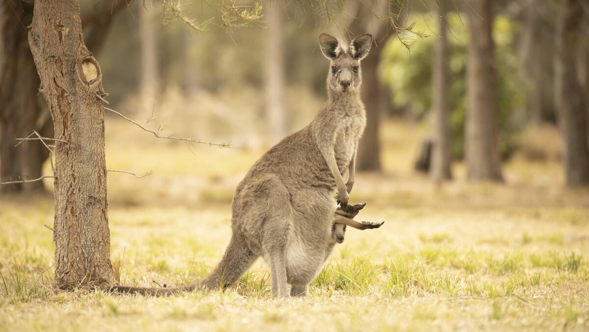 An Eastern Grey kangaroo is pictured with her joey in Bawley Point on Friday, a day after a bushfire sent kangaroos panicking in surrounding bush. Photo: Sitthixay Ditthavong