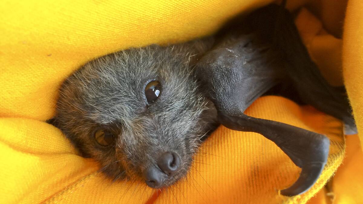 Barrie Tabourie the flying fox was found injured and crying near a burned out stretch of land in Lake Tabourie the day after a bushfire swept through the area. Photo: Sitthixay Ditthavong