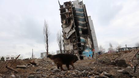 BOMBED: A stray left to sniff around Borod Tower in Ukraine. Photo: supplied