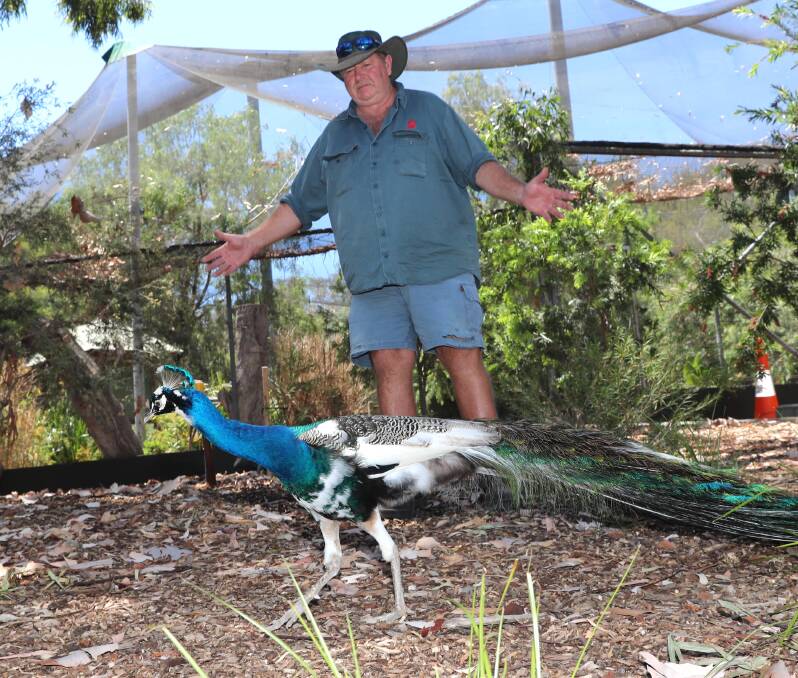 'STAGGERED': Zookeeper Tony Smith watches over one of the prized peacocks countless Wagga families are now vying for. Picture: Les Smith