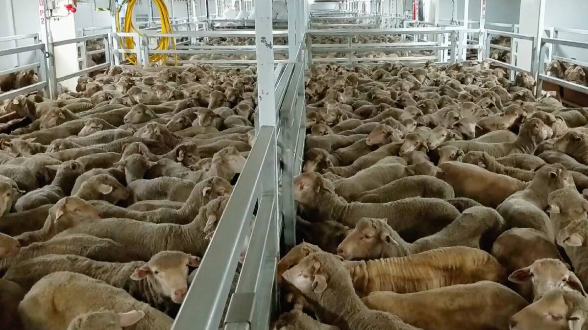 "SICKENED": A concerned crew member on the Awassi Express captured images of Australian sheep bound for the Middle East packed in tightly, struggling for air, and unable to access food or water. Picture: Animals Australia