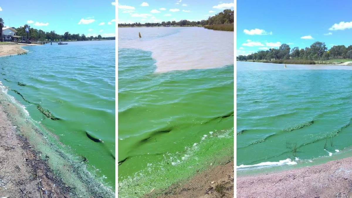 Algae sited on Lake Albert earlier this year. 