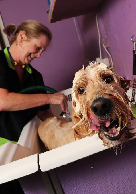 Pampered pooches the new norm as Wagga’s pet industry booms