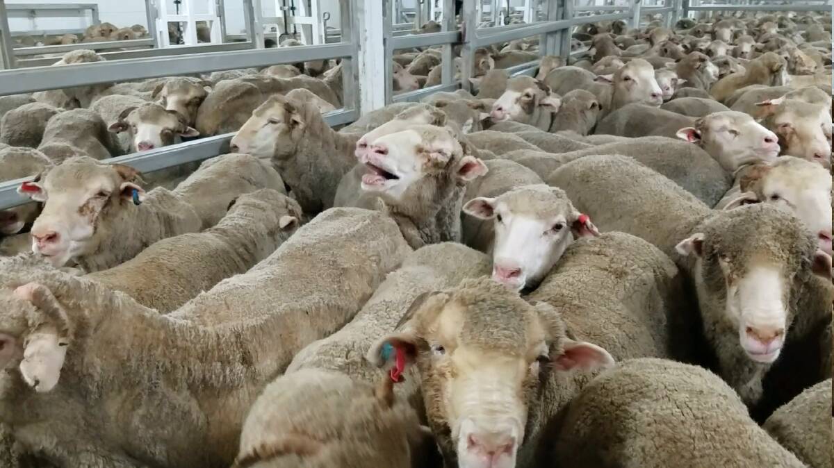OUTRAGED: Wagga cattle farmer Mick Salmon survived the 2011 ban on live exports, and he believes Australia's sheep farmers will be just as resilient if their exports are suspended, too. Picture: Animals Australia