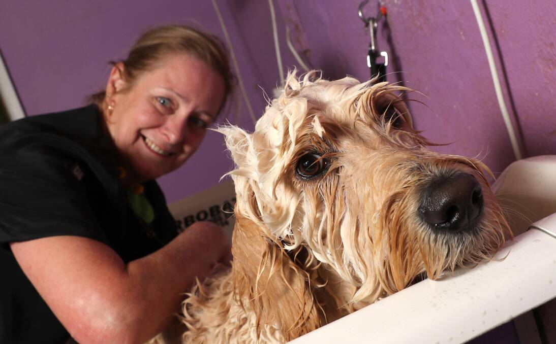 PAMPERED: Charlie the dog gets some star treatment from Julie Seymour at Wagga's TLC Pet Grooming Parlour. Picture: Les Smith