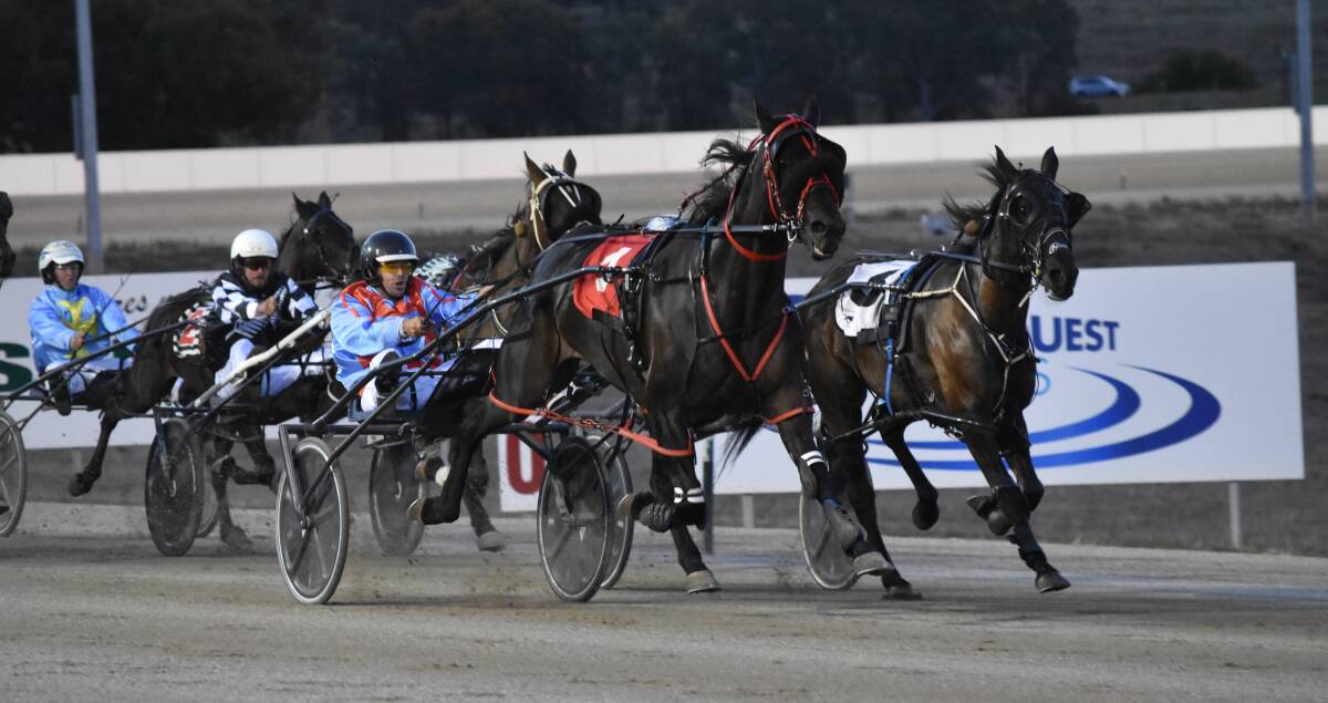 IN GOOD FORM: Wagga trainer-driver Matt Harrington is chasing more success with Hard To Love at Albury on Tuesday. It is one of three horses he has engaged. Picture: Courtney Rees