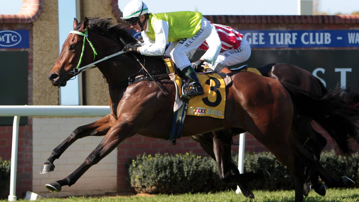 Snippet of Gold is chasing another win at Murrumbidgee Turf Club for trainer Gary Colvin.