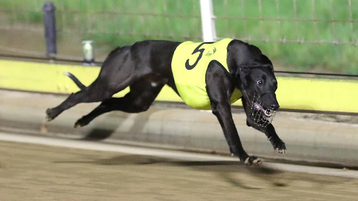 There's A Catch won his heat of the Million Dollar Chase at Wagga on Friday but has drawn box seven for Saturday's final.