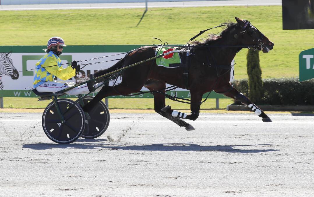 STRONG START: Abbey Turnbull guides Bravo Stride to victory at Riverina Paceway on Friday. It was the first of a career best three wins for the Victorian driver. Picture: Les Smith