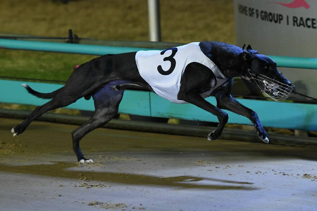 CLASS ACT: Multiple group one winner Deliver will race in a Million Dollar Chase heat at Wagga on Friday night.